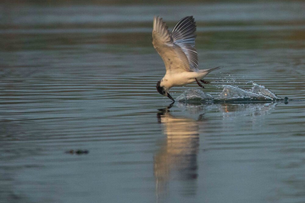 Best-bird-photo-sequence-by-punnia-jones