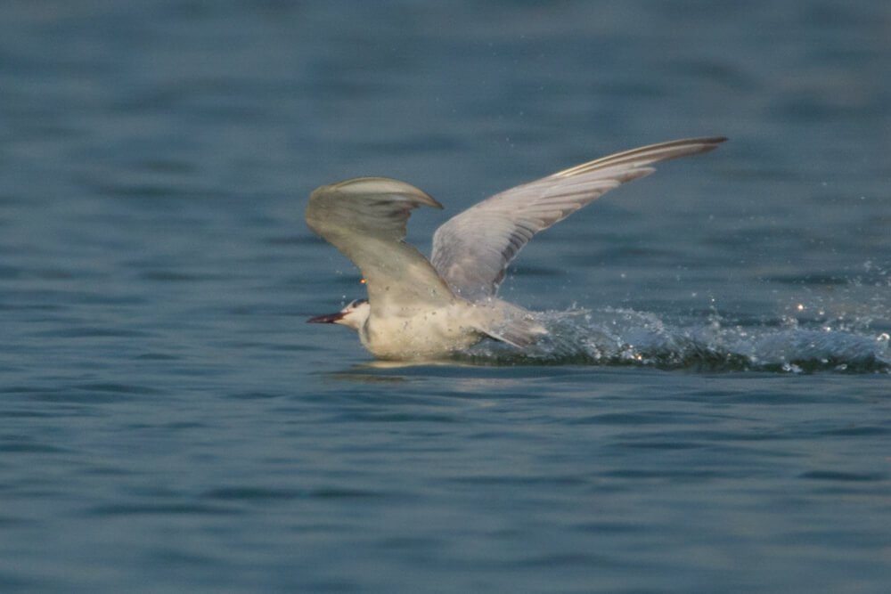 Best-bird-photo-sequence-by-punnia-jones