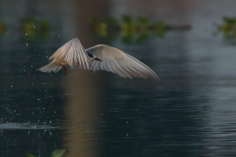 top-beautiful-bird-photo-sequence-by-punnia-jones