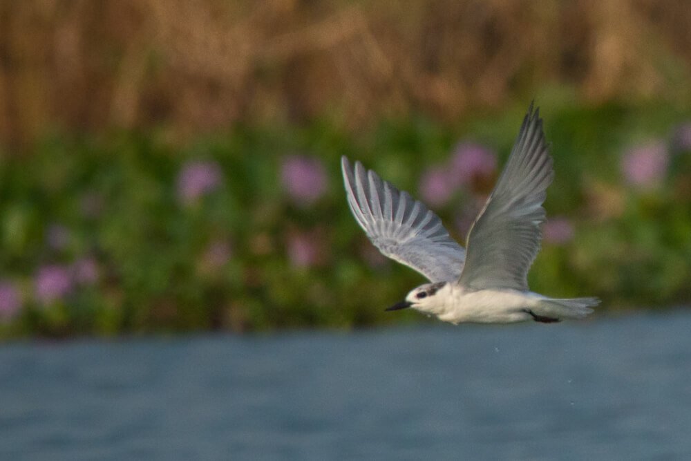 most-beautiful-bird-photo-sequence-by-punnia-jones