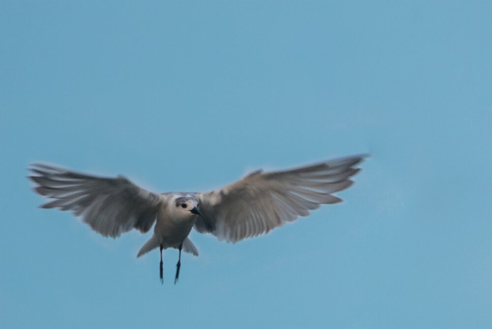 most-beautiful-bird-photo-sequence-by-punnia-jones