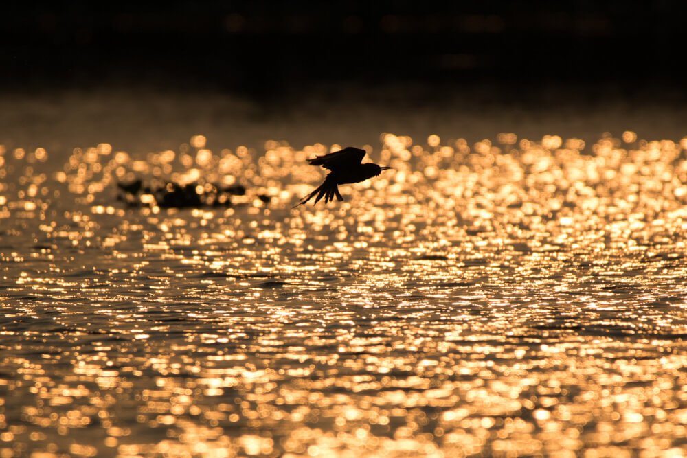 most-beautiful-bird-photo-sequence-by-punnia-jones