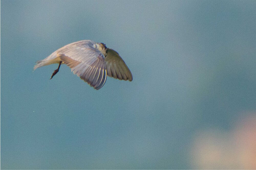 most-beautiful-bird-photo-sequence-by-punnia-jones