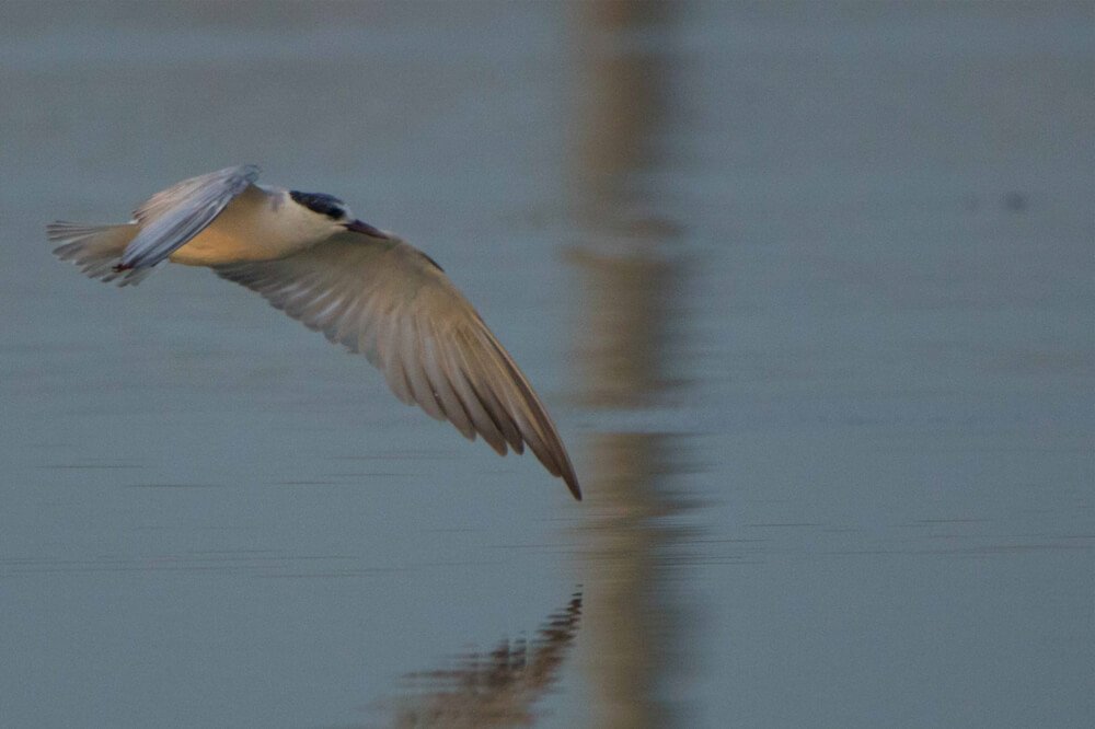 top10-bird-photo-sequence-by-punnia-jones