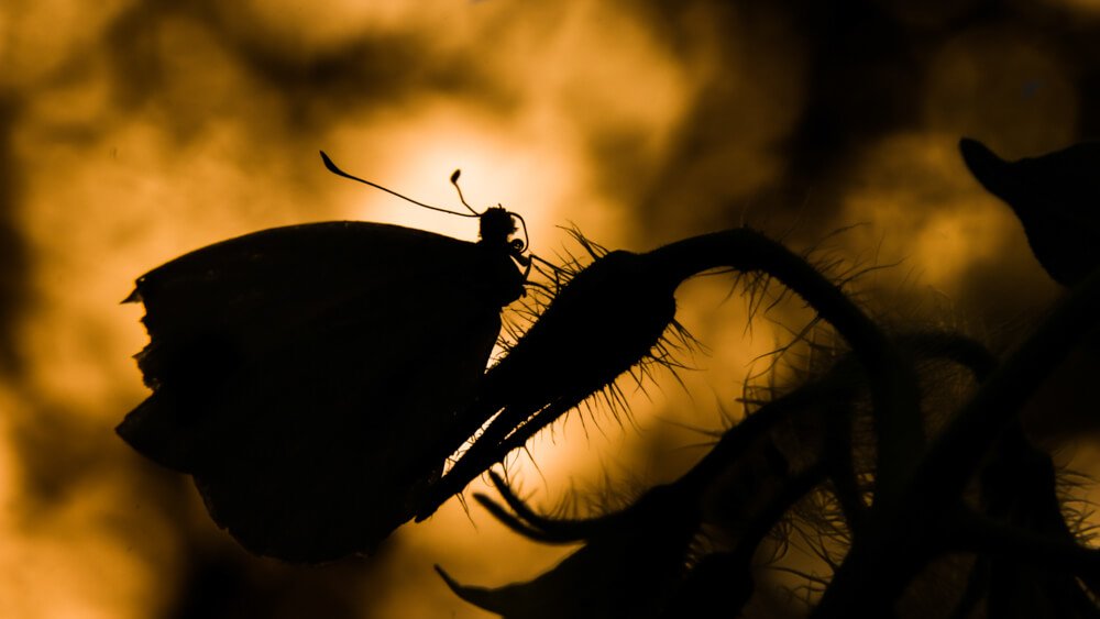 best-silhouette-macro-insect-photos-photomentor