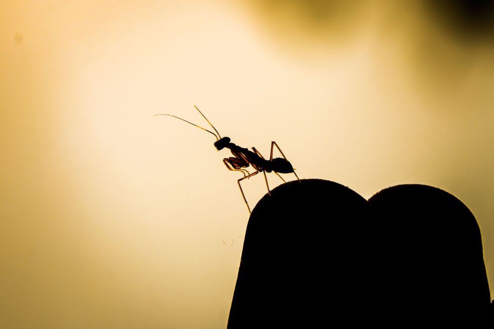best-silhouette-macro-photos-ant-photomentor