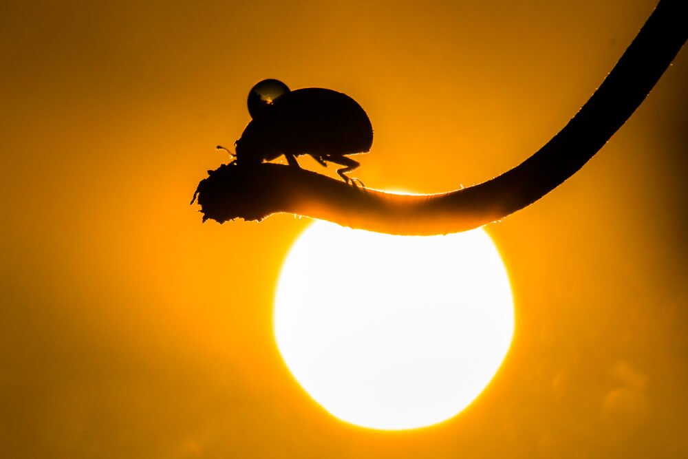 best-silhouette-macro-pictures-photomentor