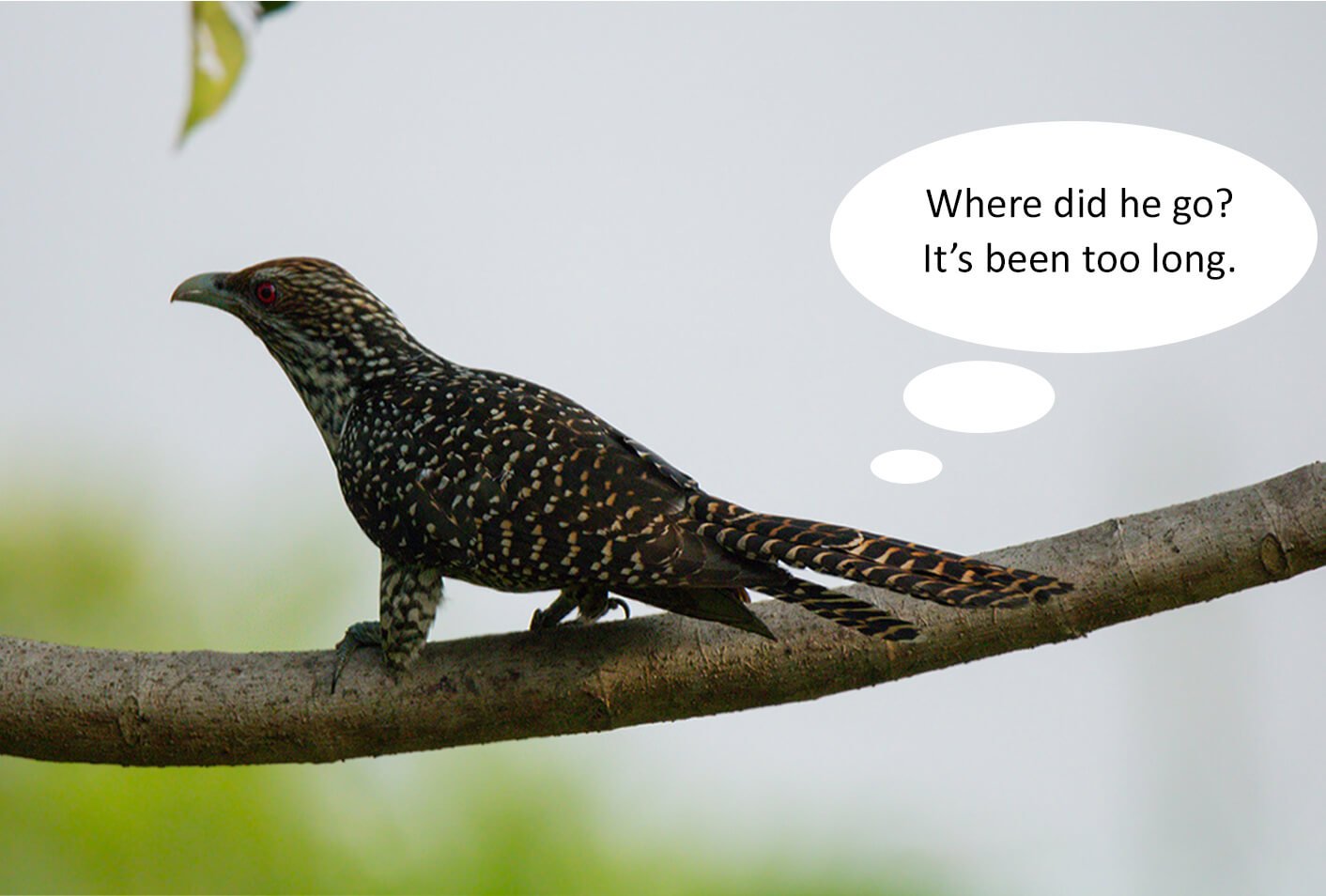 bird-novel-photomentor