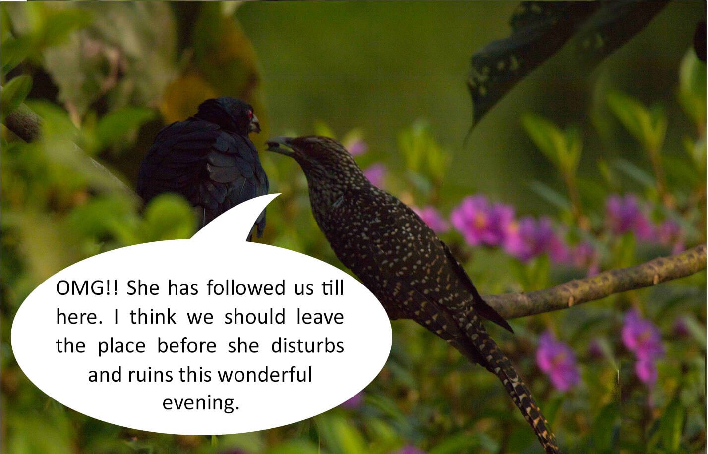 bird-novel-photos-photomentor