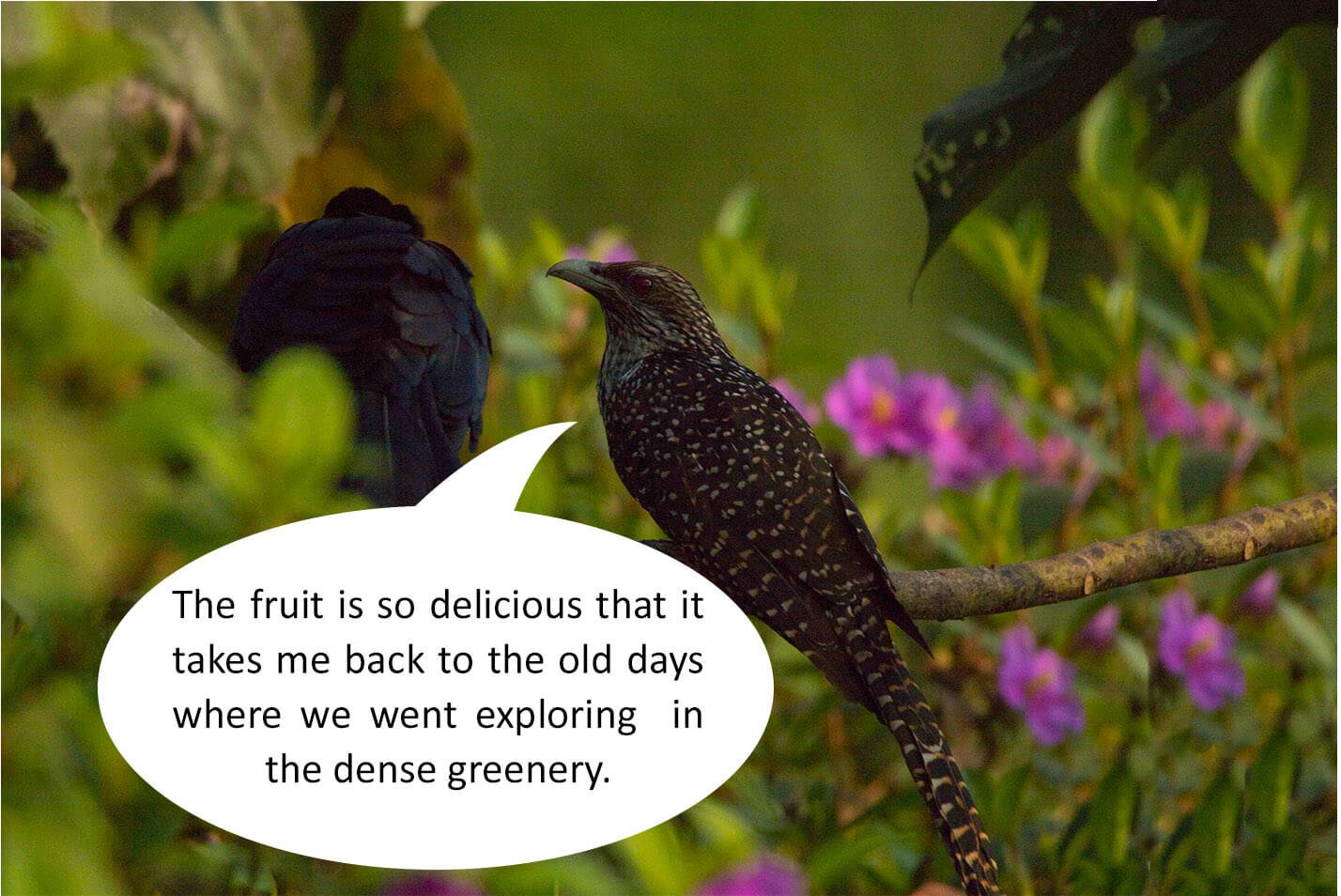bird-photo-photomentor