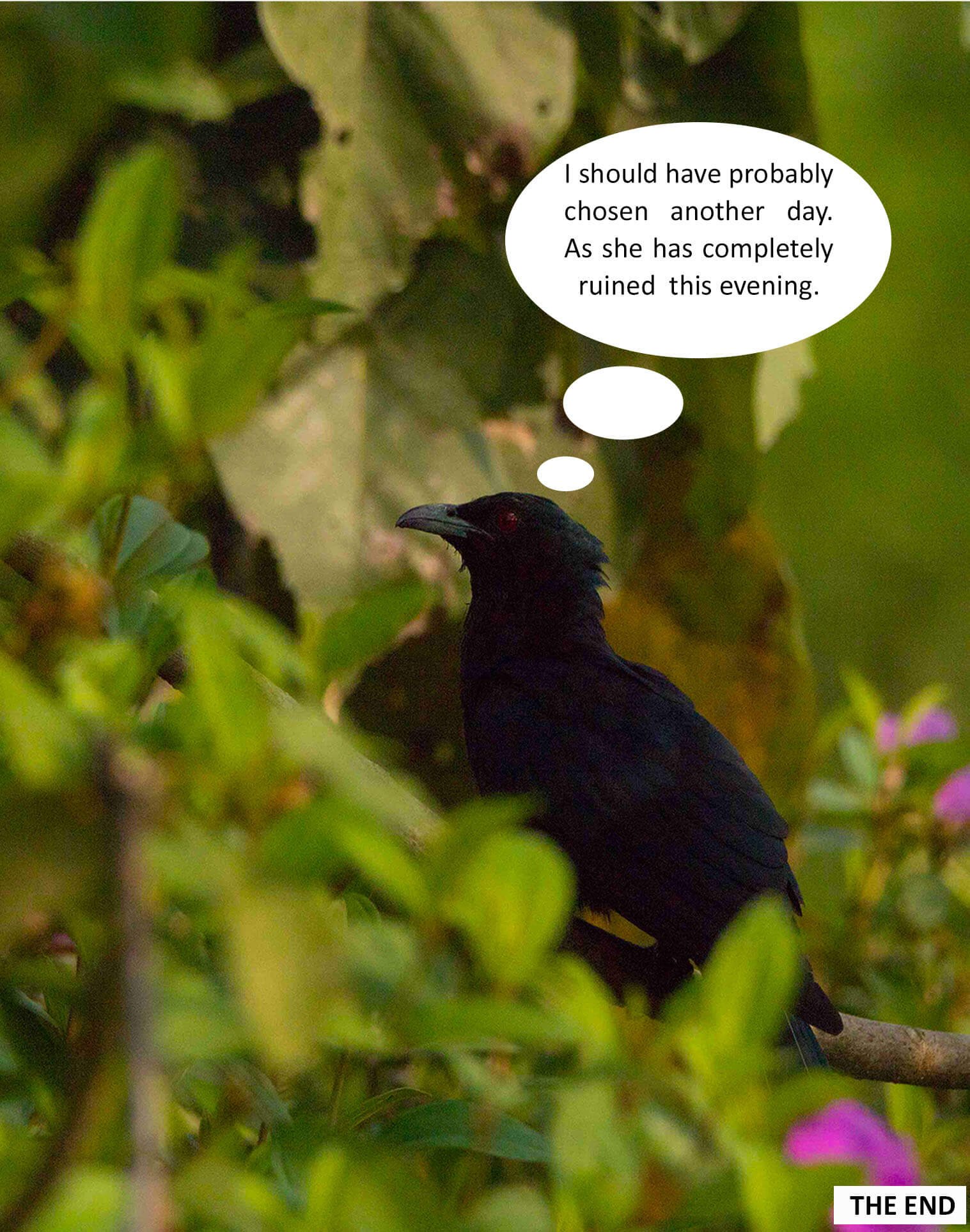 birds-comic-photos-photomentor