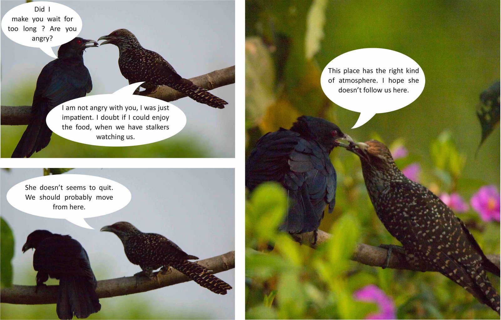 birds-images-photomentor