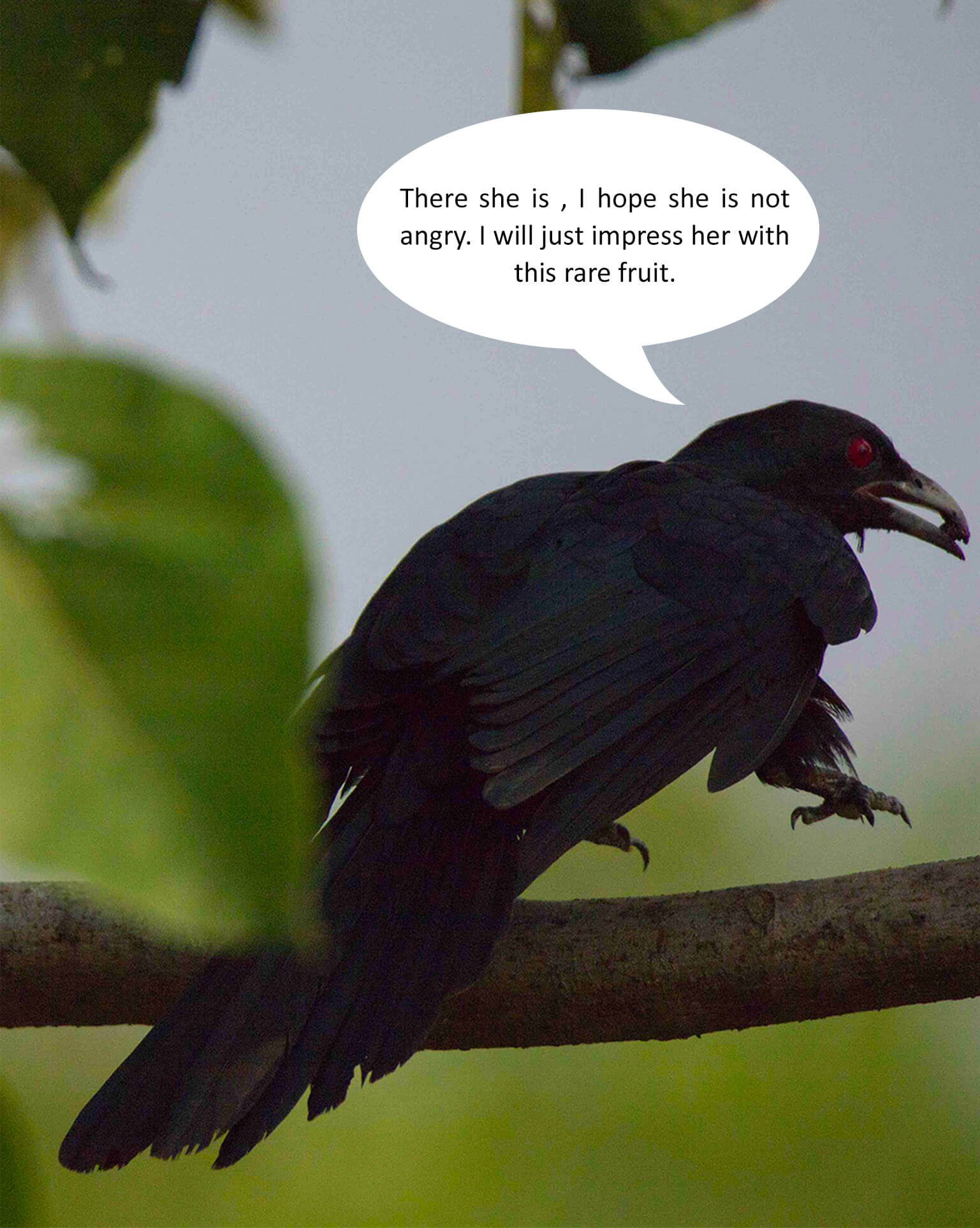 birds-photos-photomentor