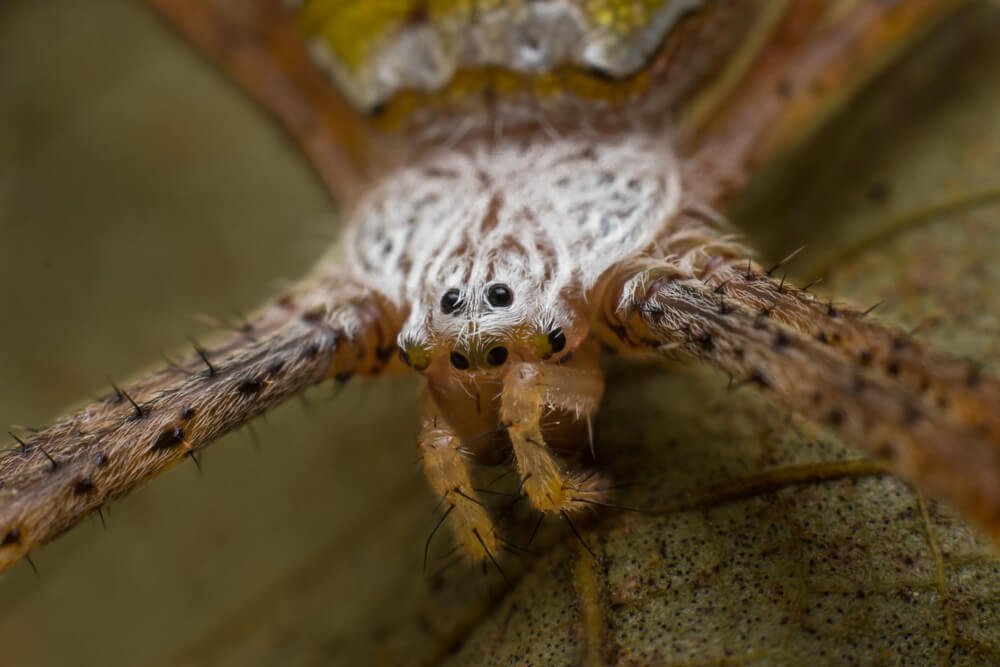 canon-macro-photography-photomentor