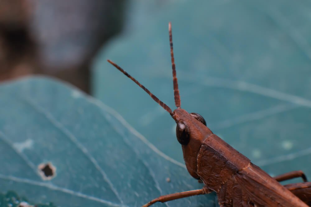 close-up-photography-photomentor