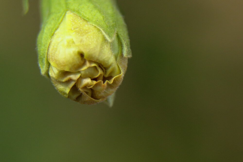 flower-bud-photomentor