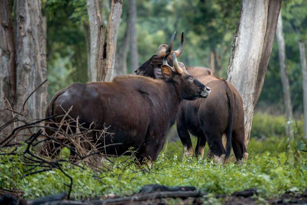 forest-animals-photos-photomentor