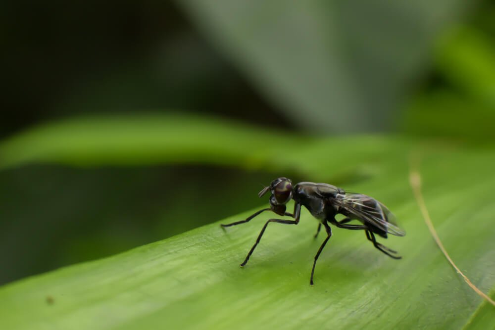 insect-photo-photomentor