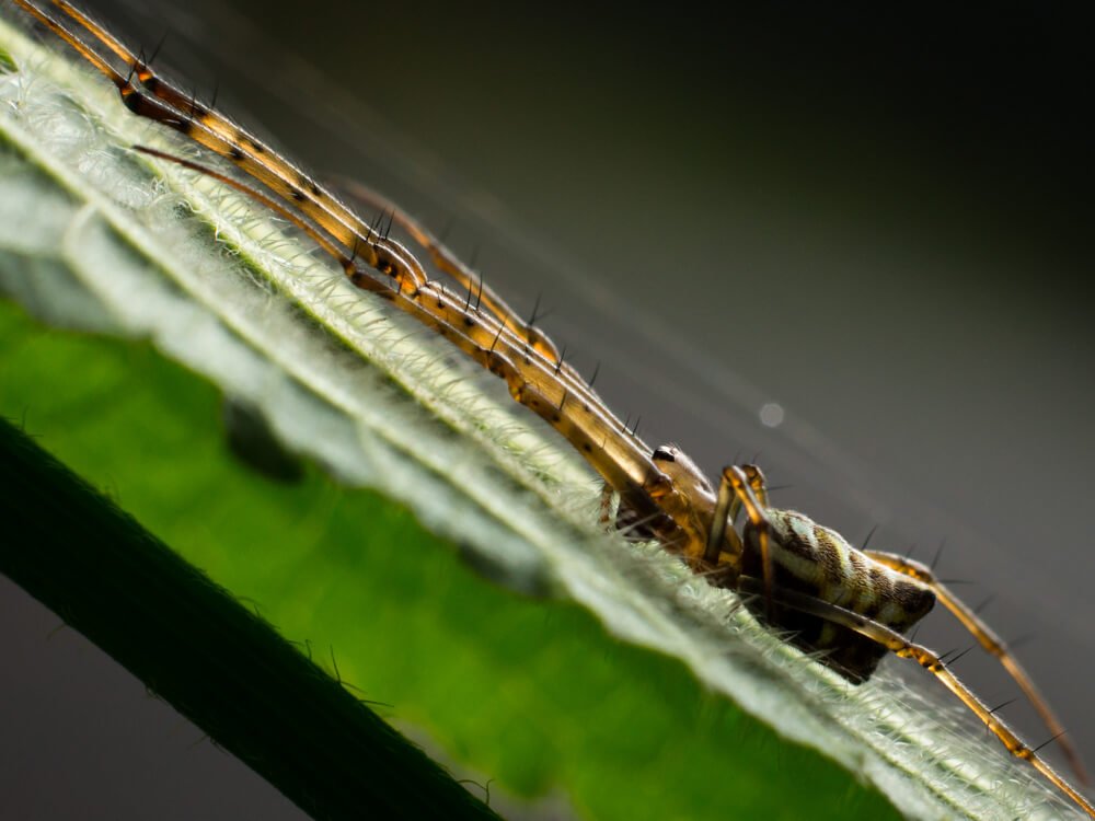 insects-photo-photomentor
