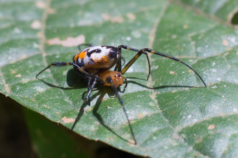 kerala-insect-photos-photomentor