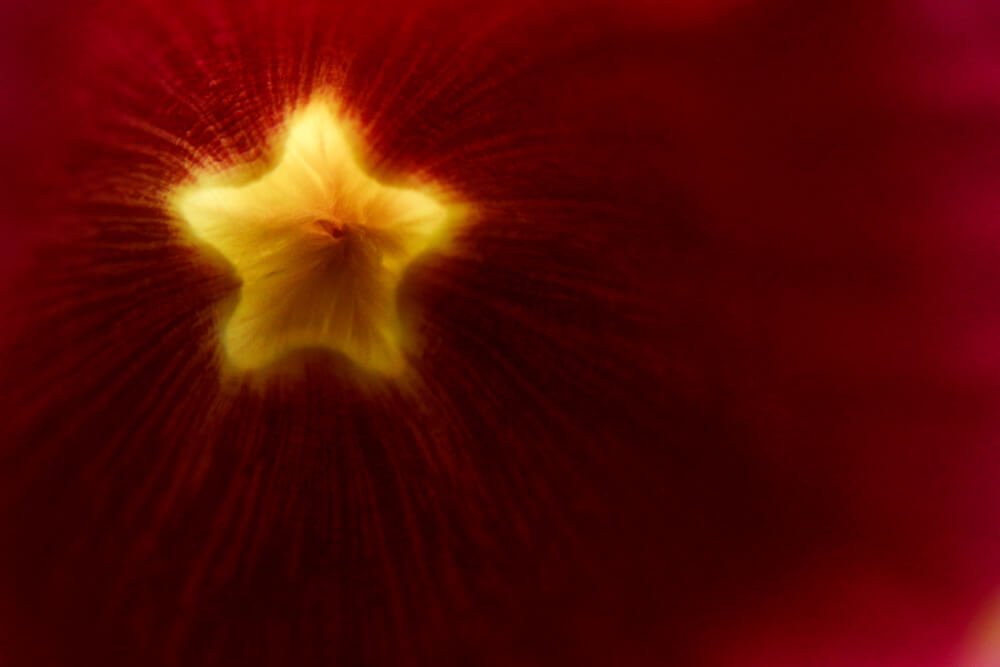 macro-images-of-flower-photomentor