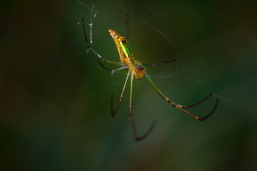 macro-photography-spider-photomentor
