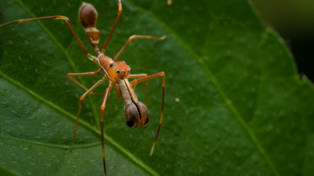 macro-photography-tip-photomentor
