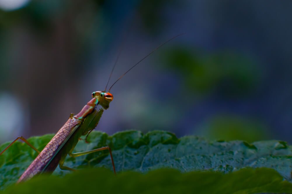 macro-photography-tips-photomentor