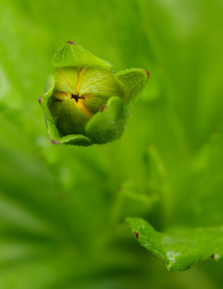 macro-photos-photomentor