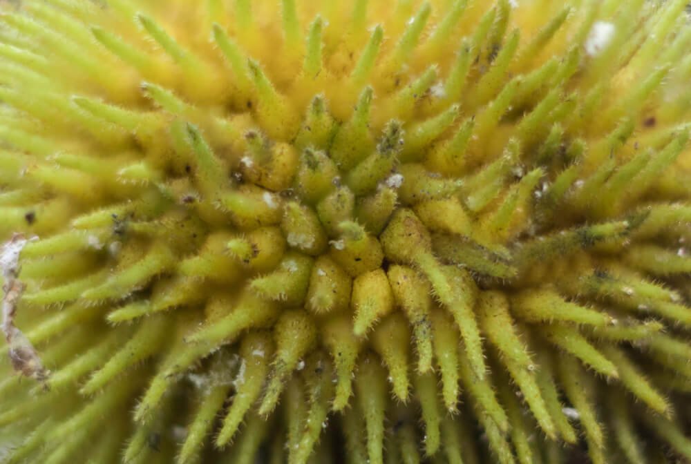 nature-in-abstract-photomentor