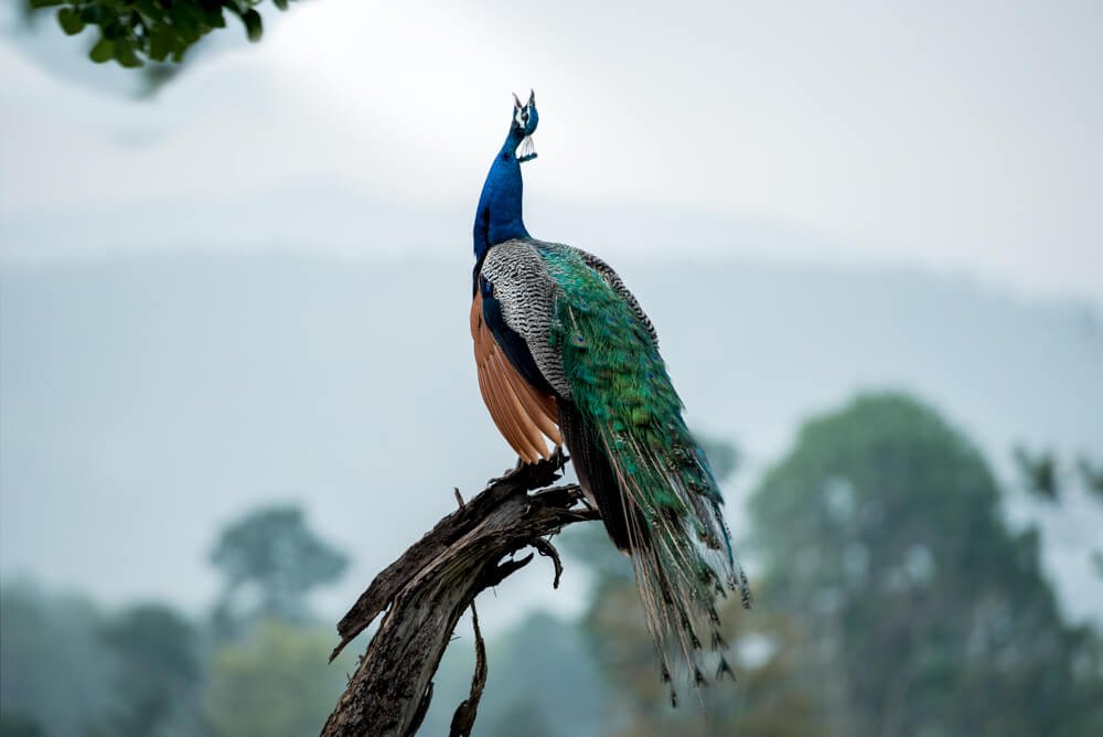 peacock-photos-photomentor`
