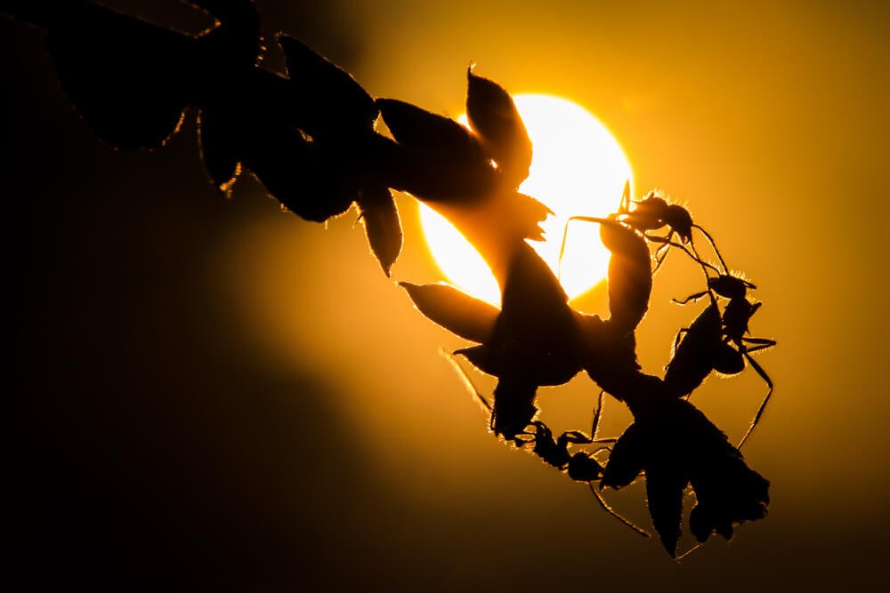 silhouette-macro-images-photomentor