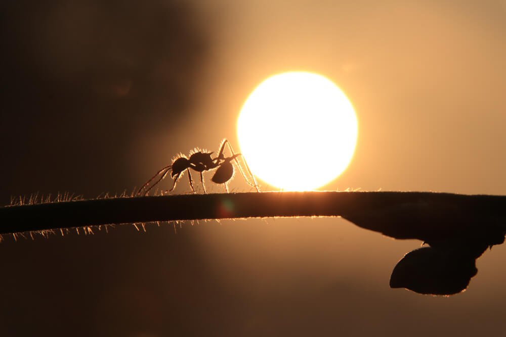 silhouette-macro-photo-photomentor
