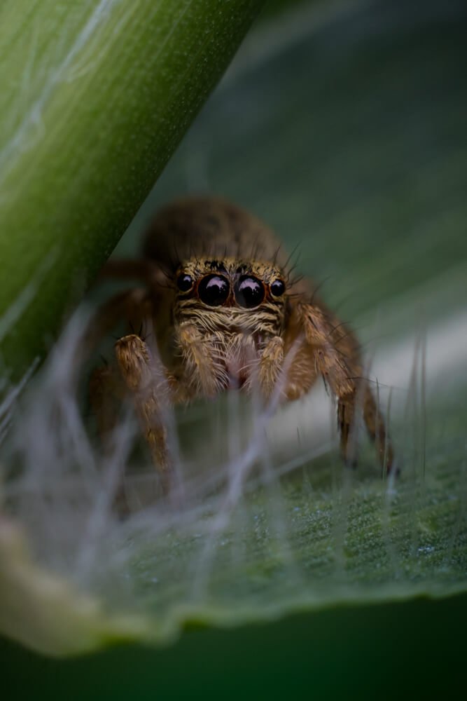 spider-images-photomentor