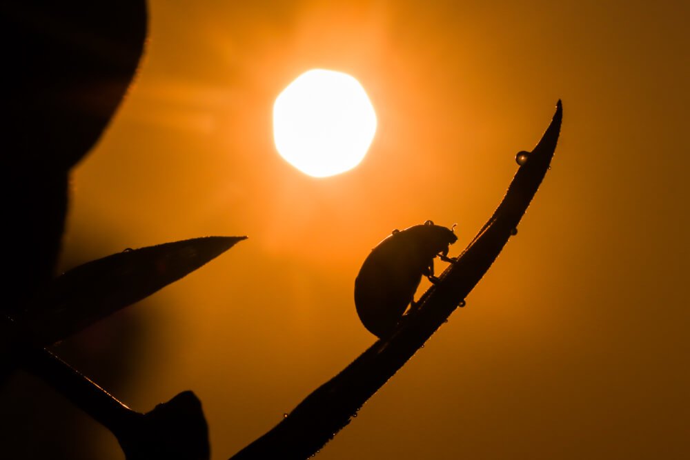 top-silhouette-macro-photos-photomentor