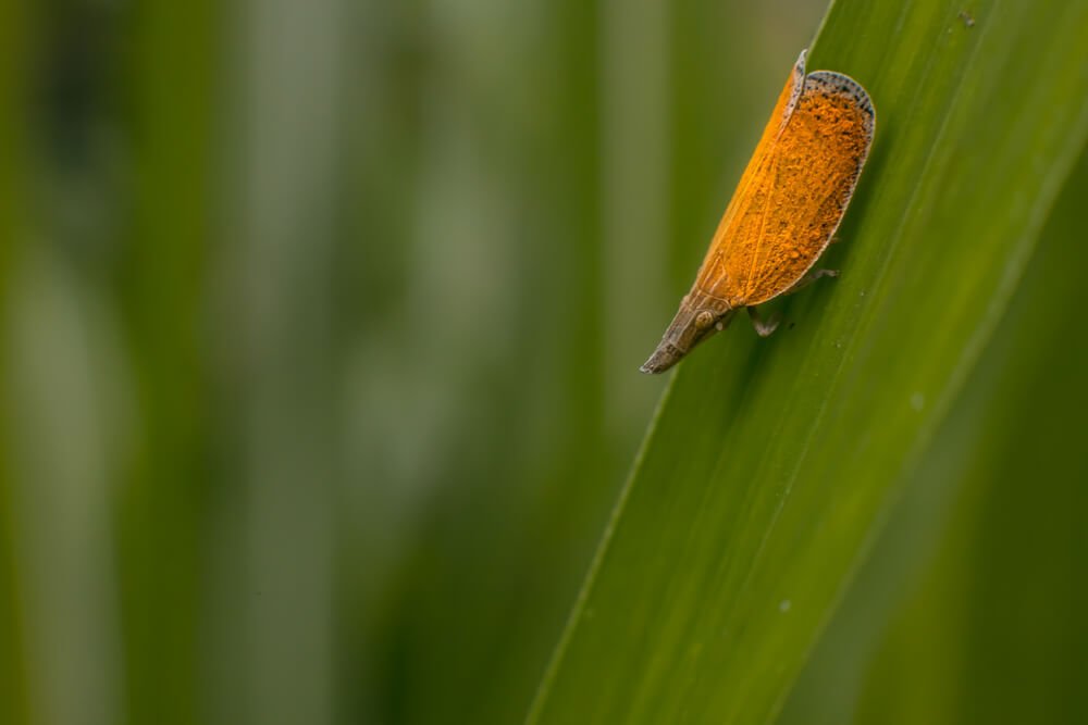wild-insects-photos-photomentor