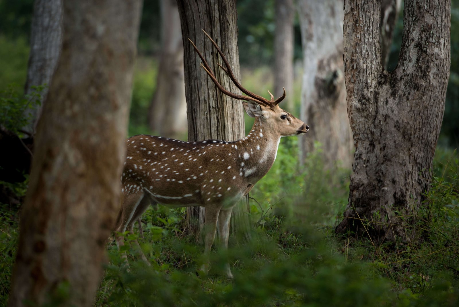 wild-life-photos-photomentor