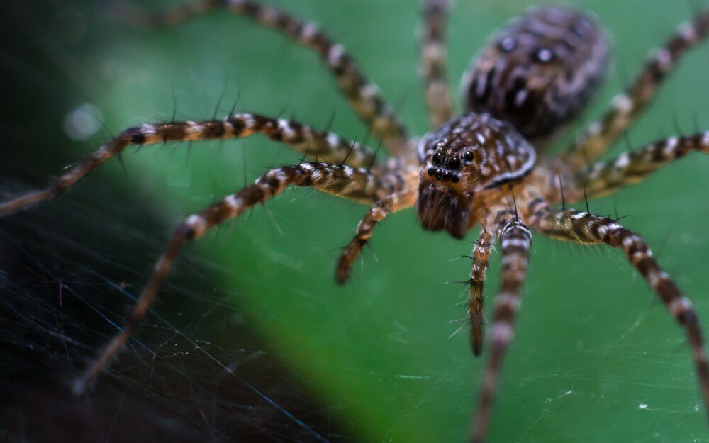 wild-spiders-photos-photomentor