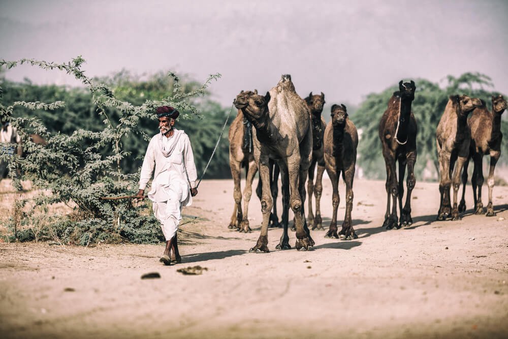 camels-photos-photomentor