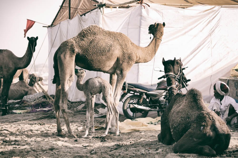 pushkar-camel-fair-india-photomentor