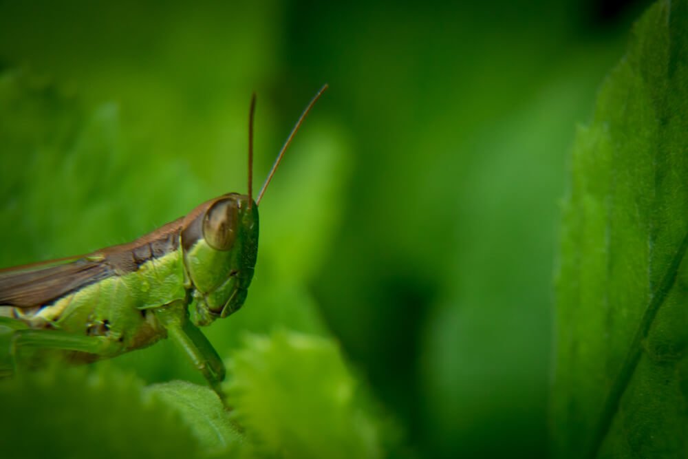 close-up-photography-photomentor