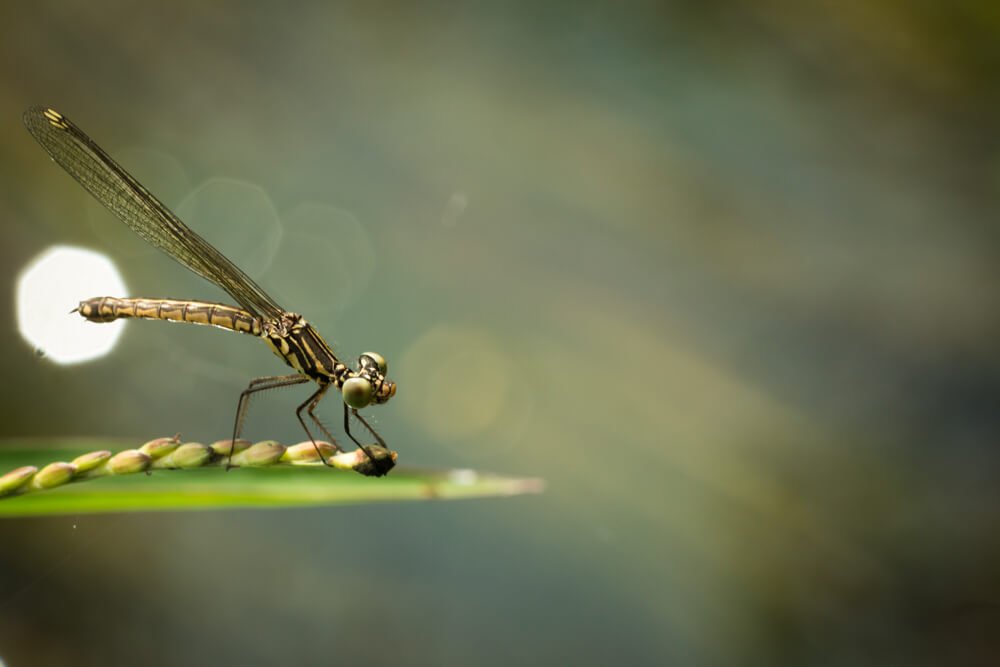 grass-hopper-pics-wild-insects-photos-photomentor