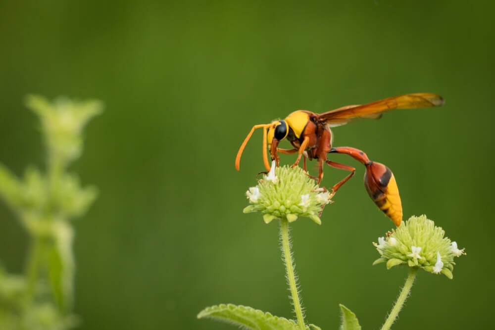 insect-photo-photomentor