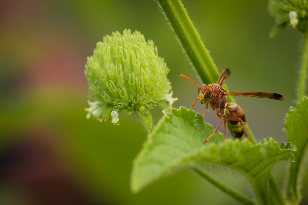 macro-insect-photo-photomentor