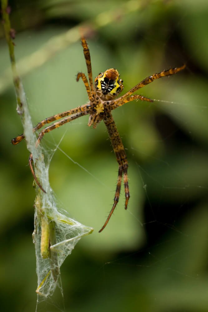 spider-photos-photomentor