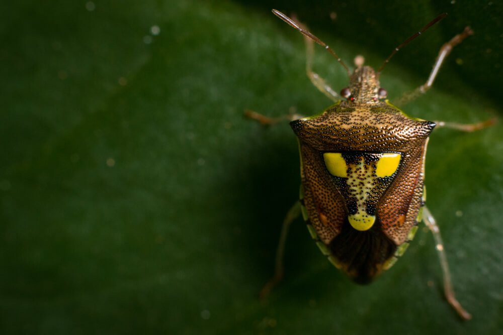 wild-insects-photos-photomentor