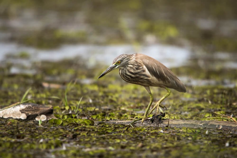 bird-photography-photomentor