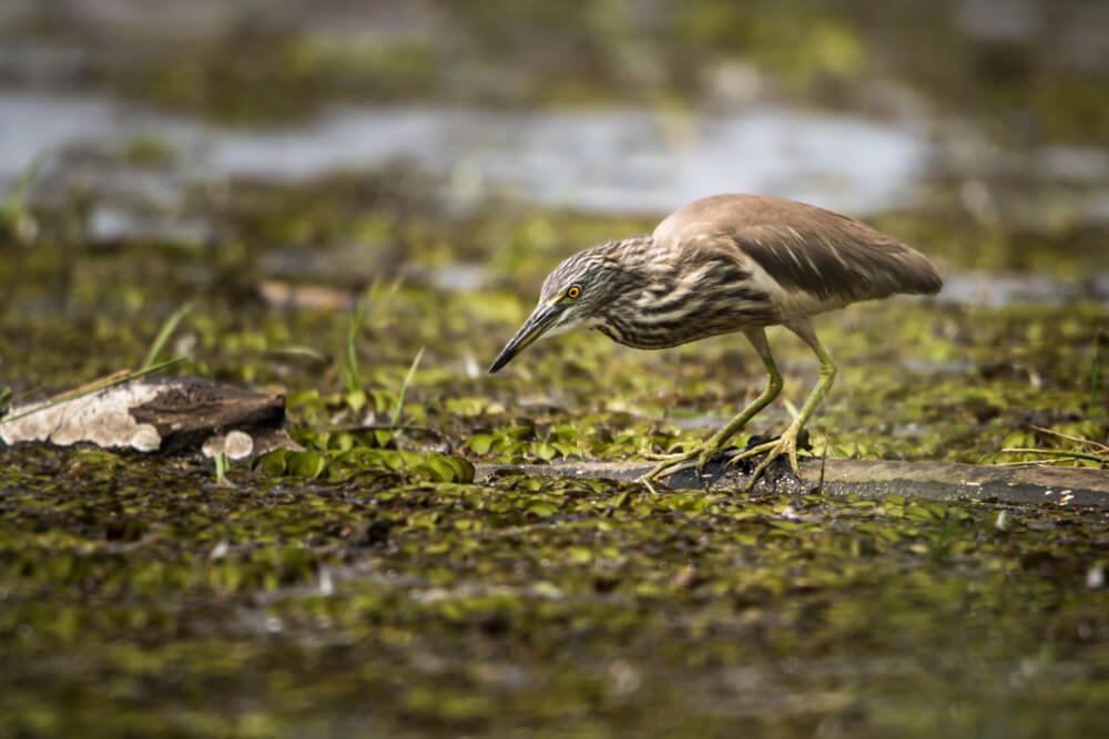 birds-images-photomentor