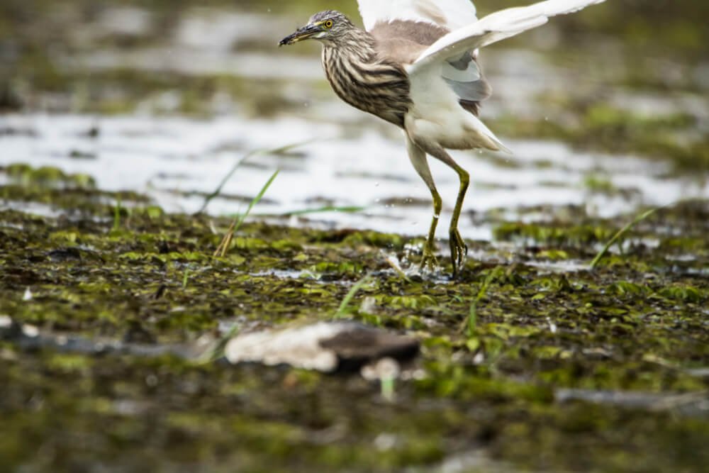 birds-of-india-photomentor