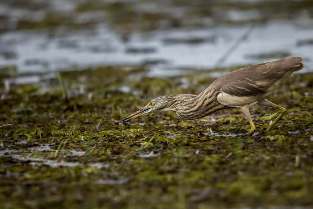 birds-of-kerala-photomentor